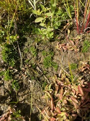 Anthoceros agrestis