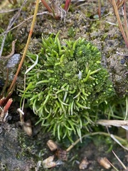 Anthoceros agrestis