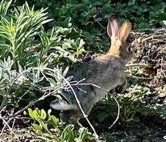 Sylvilagus audubonii