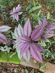 Strobilanthes auriculata