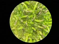 Anthoceros agrestis