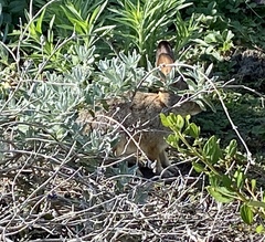 Sylvilagus audubonii