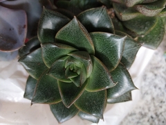 Echeveria purpusorum