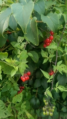 Solanum dulcamara