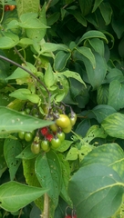 Solanum dulcamara