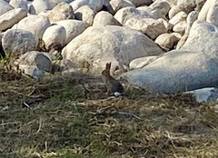 Sylvilagus audubonii