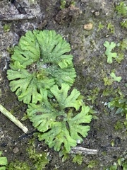 Ricciaceae