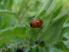 Hippodamia convergens