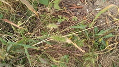 Setaria viridis viridis