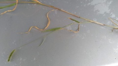 Setaria viridis viridis