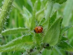 Hippodamia convergens
