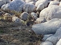 Sylvilagus audubonii