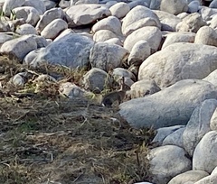 Sylvilagus audubonii