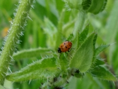 Hippodamia convergens
