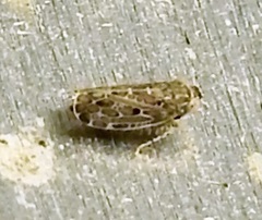 Deltocephalini