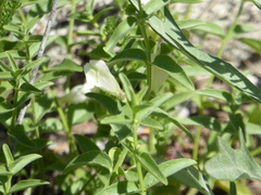 Scutellaria californica