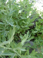 Scutellaria californica