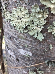 Zelkova
