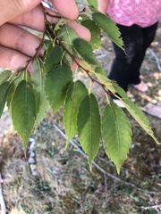 Zelkova