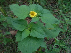 Melanthera latifolia