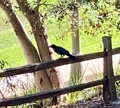 Corvus brachyrhynchos