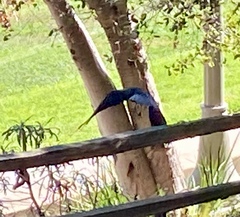 Corvus brachyrhynchos