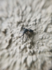 Dendryphantes villarrica