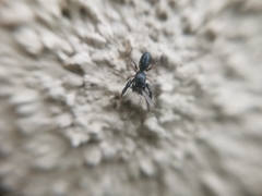 Dendryphantes villarrica