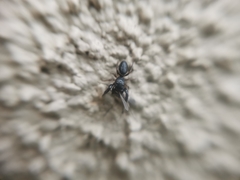 Dendryphantes villarrica