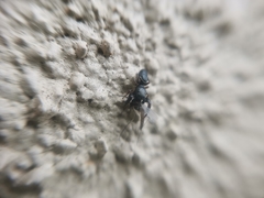 Dendryphantes villarrica