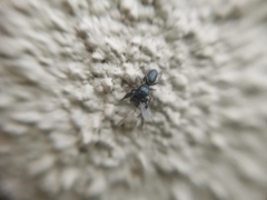 Dendryphantes villarrica