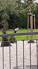 Ciconia ciconia