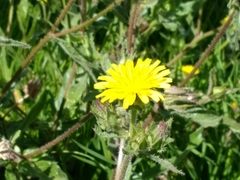 Helminthotheca echioides