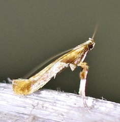Caloptilia hemidactylella