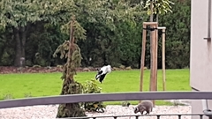 Ciconia ciconia