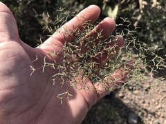 Euphorbia gracillima