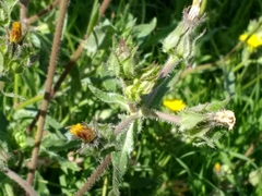 Helminthotheca echioides