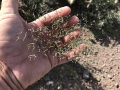 Euphorbia gracillima