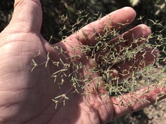 Euphorbia gracillima