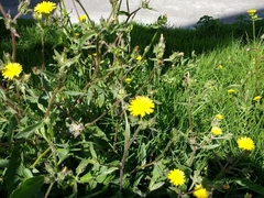 Helminthotheca echioides