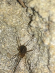 Biantidae