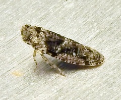 Catonia
