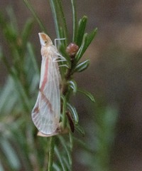 Otiocerus coquebertii
