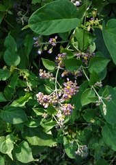 Malpighia mexicana
