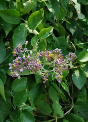 Malpighia mexicana