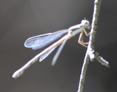Lestes congener