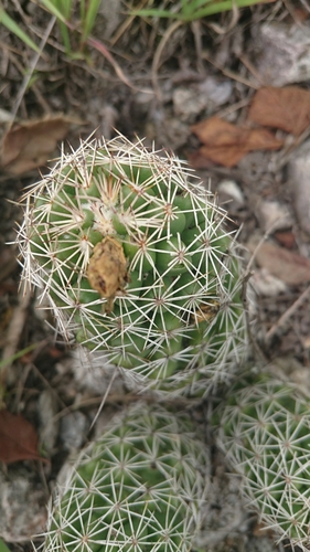 Coryphantha jalpanensis