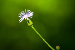 Lactuca graminifolia