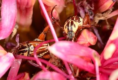 Monochelus elegantulus