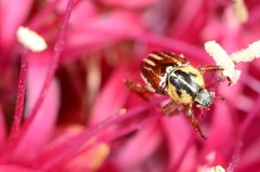 Monochelus elegantulus